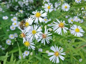 Nature on a wildlife trail